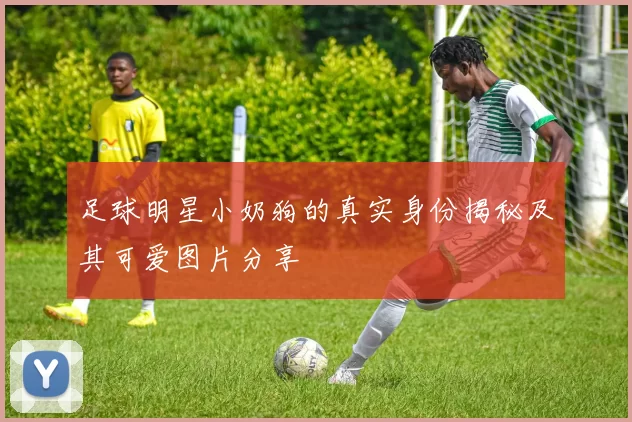 足球明星小奶狗的真实身份揭秘及其可爱图片分享
